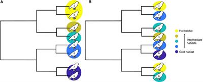 The interactive effects of environmental gradient and dispersal shape spatial phylogenetic patterns